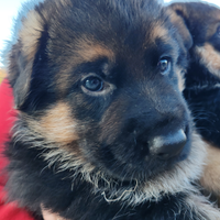 CUCCIOLI di PASTORE TEDESCO