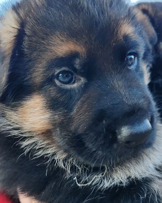 CUCCIOLI di PASTORE TEDESCO