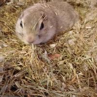 Cane della Prateria o Citello