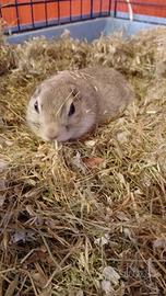 Cane della Prateria o Citello