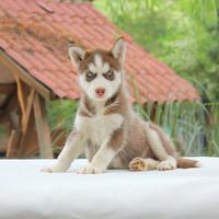 Cucciola di Siberian Husky