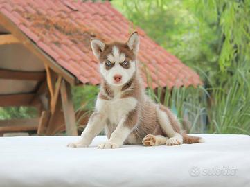 Cucciola di Siberian Husky
