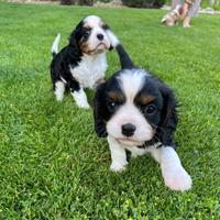 Cavalier king