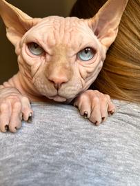 Canadian Sphynx maschio