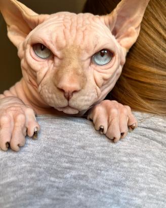 Canadian Sphynx maschio