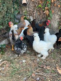 Galline Ornamentali
