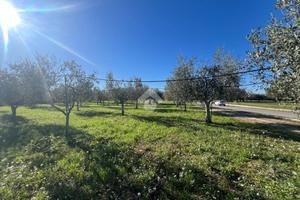 TER. AGRICOLO A MOSCIANO SANT'ANGELO