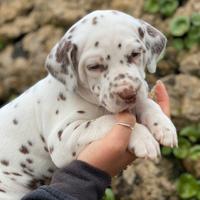 Cucciolo dalmata con pedigree