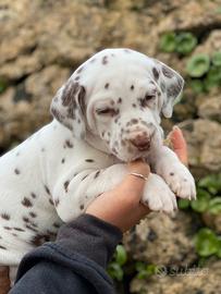 Cucciolo dalmata con pedigree