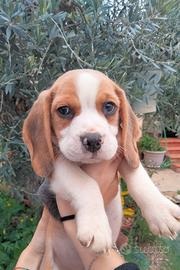 Beagle