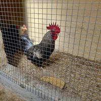 Gallo razza piccola