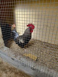 Gallo razza piccola