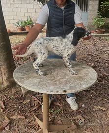Cucciolo setter inglese