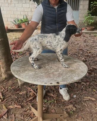 Cucciolo setter inglese