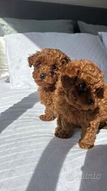 Cuccioli di Barboncino Toy –  pagamento rate