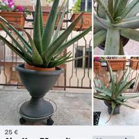 Aloe Vera 70cm