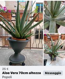 Aloe Vera 70cm