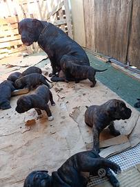Cuccioli di cane corso