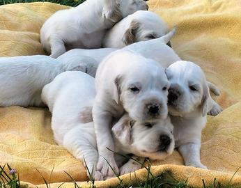 Setter inglese