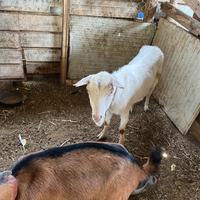 Capre sanen e camosciata