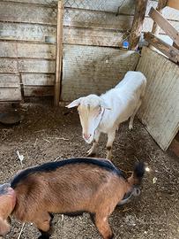 Capre sanen e camosciata