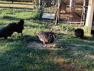 Galline