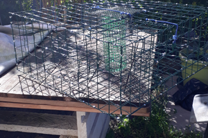 Nasse gabbia granchi