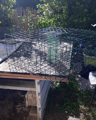 Nasse gabbia granchi