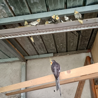 Calopsite adulti pronti x riprodurre