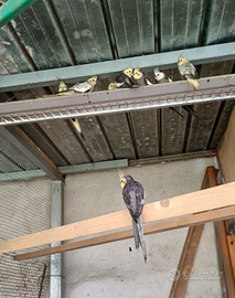 Calopsite adulti pronti x riprodurre