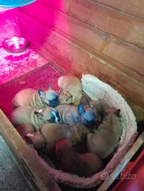 Bulldog francesi fulvi