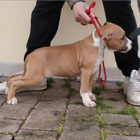 Cuccioli amstaff