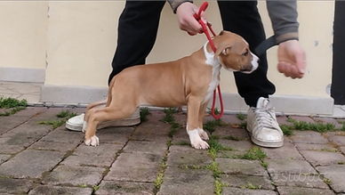 Cuccioli amstaff