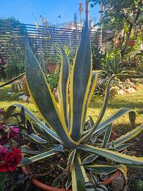 Agave americana variegata 90 cm