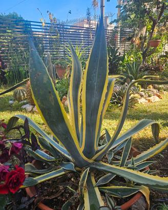 Agave americana variegata 90 cm