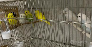 Vend cocoriti di tutti colori di 2025 20 l.una