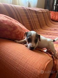 Maschio jack russell terrier