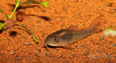 Avannotti corydoras
