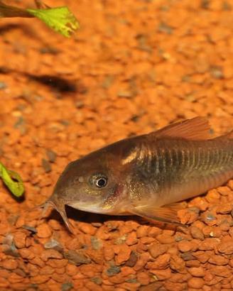 Avannotti corydoras