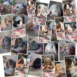 Cuccioli coniglio minilop e ariete nano
