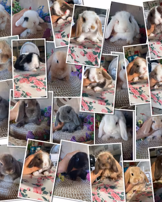 Cuccioli coniglio minilop e ariete nano