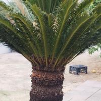 CYCAS REVOLUTA 