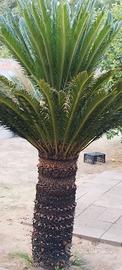 CYCAS REVOLUTA 