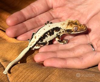 Ciliatus Lilly White