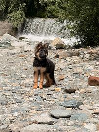 Cucciolo Pastore tedesco