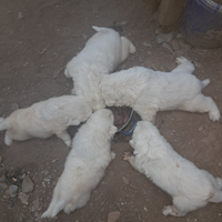 Cuccioli abbruzzesi