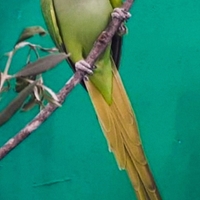 Parrocchetti dal collare