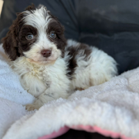 Lagotto romagnolo