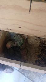 Inseparabili da imbecco