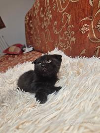 Cuccioli Scottish Stright/Fold